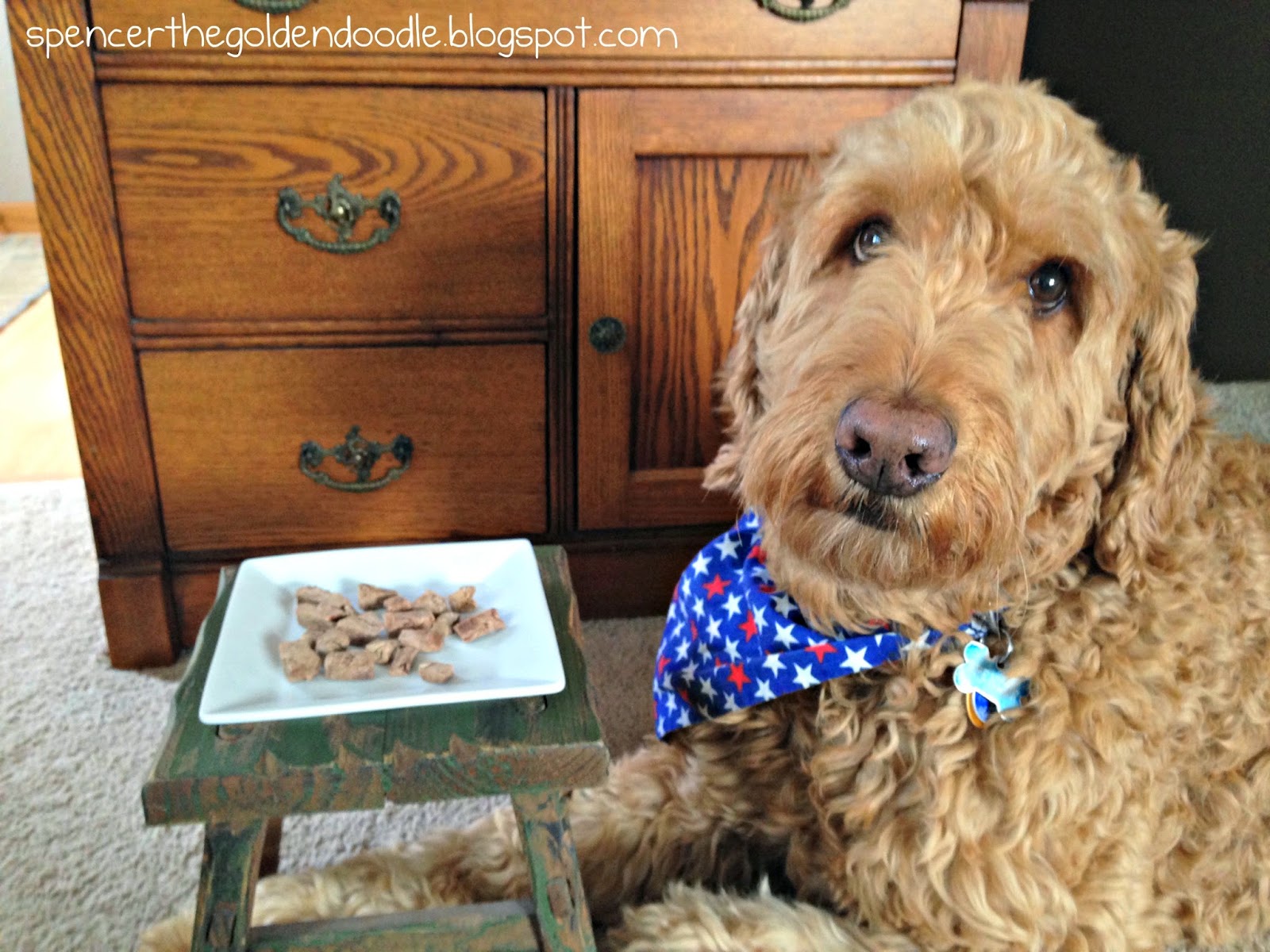 Spencer the Goldendoodle Tasty Tuesday SOJOS Simply Turkey Dog Treats